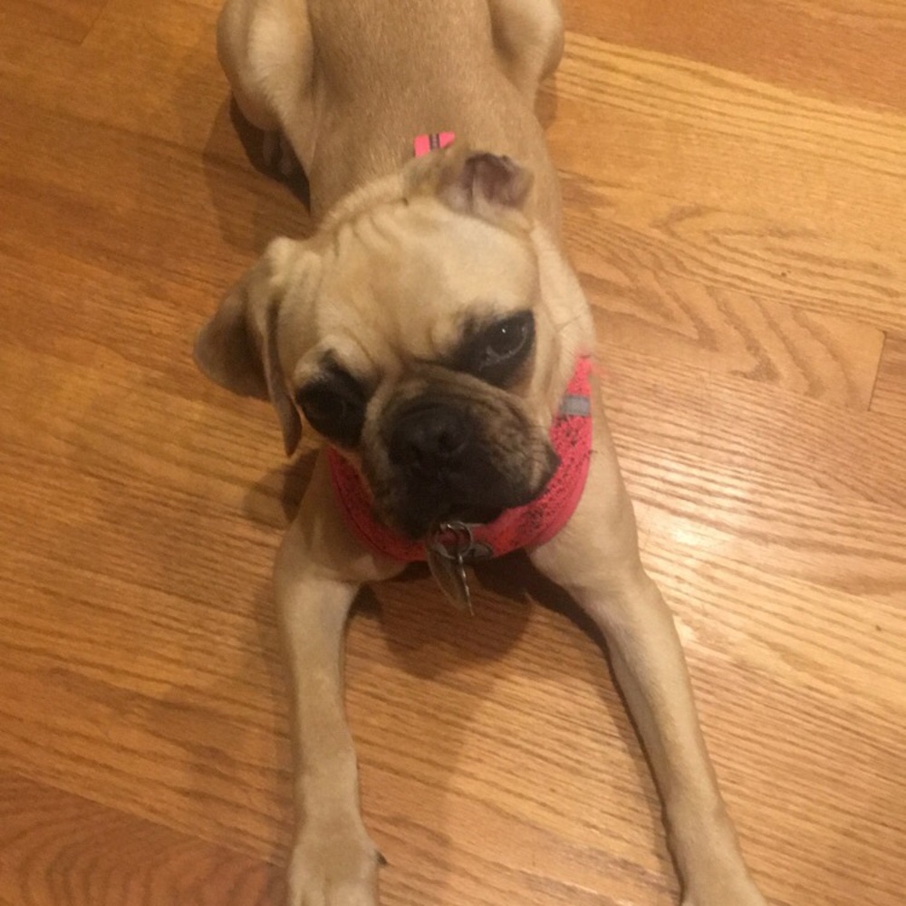 Meet your Posher, Dana